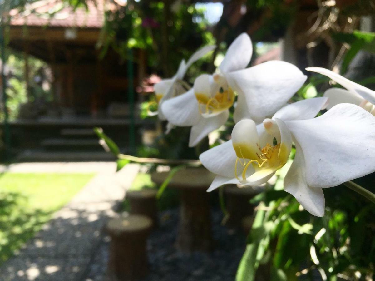 Tungeh Inn อูบุด ภายนอก รูปภาพ